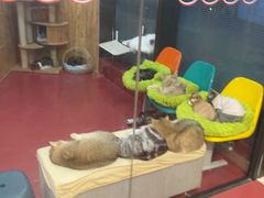 -和它·交个朋友·狗咖猫咖(爱琴海店)