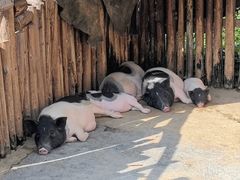 -泉州海丝野生动物世界