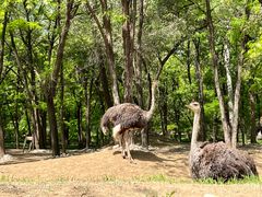 -北京野生动物园