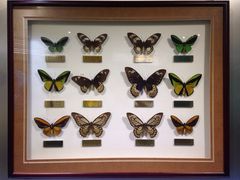 -上海昆虫博物馆