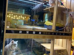 -欣宠猫屋·矮脚拿破仑·蓝金金渐层