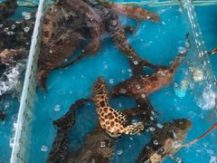 -四川小胡子海鲜(丁村万人海鲜广场店)