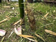 -泰州凤城河风景区-泰山公园