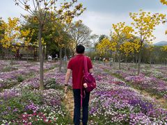 -天适樱花悠乐园