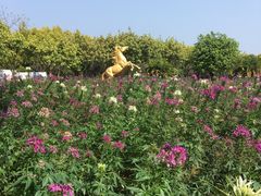 -广东花都香草世界旅游度假区