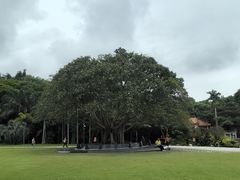 -深圳仙湖植物园