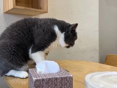 -藏猫猫咖啡主题馆(中央大道店)