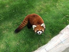 -灵玲国际马戏城