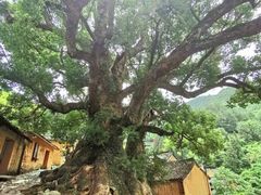 -杨家堂村
