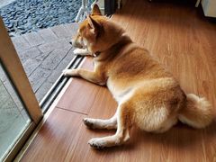 -柴犬高等学院·狗咖·柴犬售卖·宠物训练