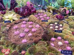 -中国科学院西双版纳热带植物园