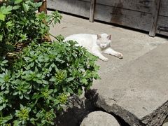 -鸣鹤古镇