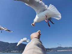 -海埂大坝