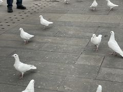 -天津妈祖文化园