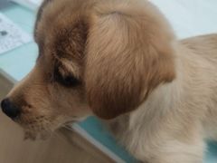 -宠福鑫康馨动物医院·骨科·眼科