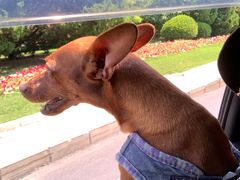 -邢大夫动物医院