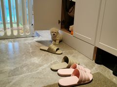 -达爱动物医院·犬猫分区·CT·复杂眼科(远洋山水分院)