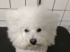 -趣玩宠物乐园寄养训犬训狗游泳池