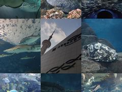 -上海海洋水族馆