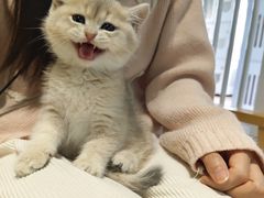 -东方名猫馆·英短金渐层布偶猫舍(环线广场1号楼店)