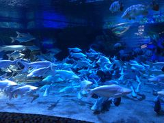 -成都浩海立方海洋公园