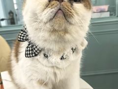 -安格丽娜·狗咖·猫咖羊驼咖(春熙路百盛商场店)