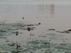 -长春市南湖公园