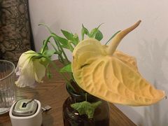 -竹子咖啡bamboo coffee