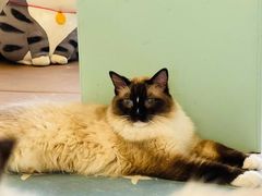 -猫在这儿猫咪咖啡馆·撸猫馆