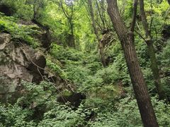 -大岭沟猕猴桃谷风景区
