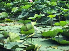 -长春市南湖公园