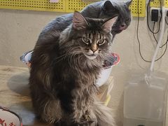 -平行世界·猫咖(首经贸店)
