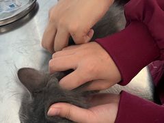 -瑞派福兴宠物医院犬猫全科·骨科·中西医结合(河东店)