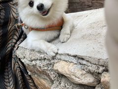 -宠福鑫康馨动物医院·骨科·眼科