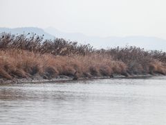 -漩门湾国家湿地公园