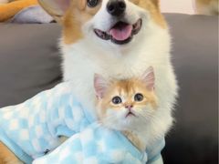 -翊宠yipet猫狗购宠庄园犬舍•猫舍