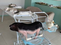 -怪兽屋·羊驼·猫咖·狗咖(俊华广场店)
