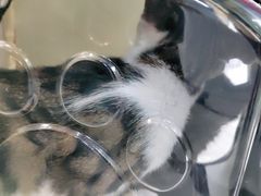 -宠颐生嘉德动物医院