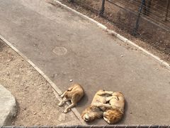 -大连森林动物园