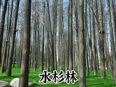 -东湖听涛景区