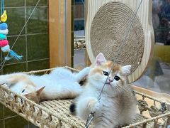 -帕帕拉兹宠物(亚洲旗舰店)