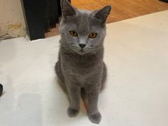 -猫色咖啡·猫咖