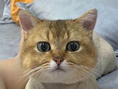 -达爱动物医院·犬猫分区·CT·复杂眼科(远洋山水分院)