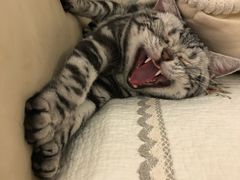 -猫大福·Fortune Cat猫舍(百子湾店)