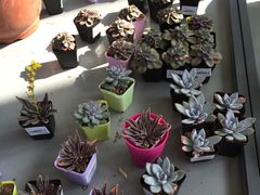 -南通洲际绿博园