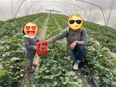 -喜杨洋草莓采摘园