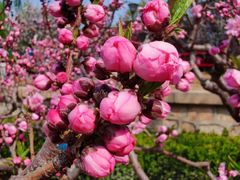 -海棠花溪(元大都城垣遗址公园)