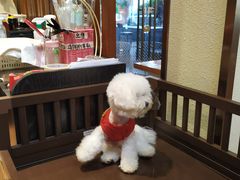 -more than meow吴止猫主题餐厅(承德 中船汇店)