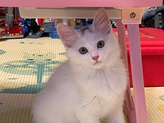 -伟伟宠物医院·瑞派猫友好医院·猫科(光谷店)
