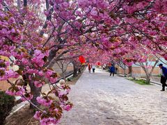 -莱阳濯村樱花园